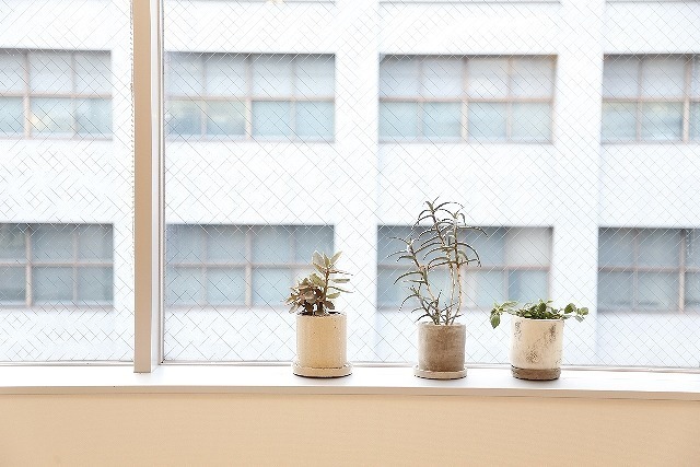 窓際に並ぶ観葉植物.jpg
